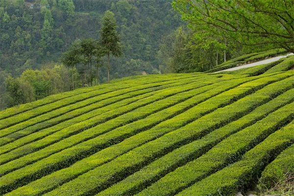 錆びた釘の水、本当に効く？アジサイの黄変を治す正しい鉄補給法