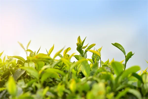 冬の庭を虹色に！Reese Witherspoon風カラーガーデンの作り方