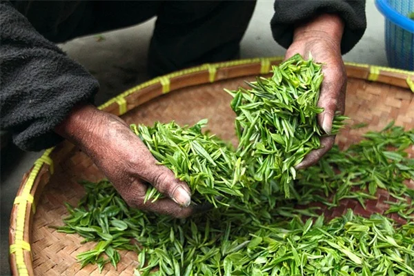 日陰のバスルームに最適！窓なしでも育つ観葉植物8選
