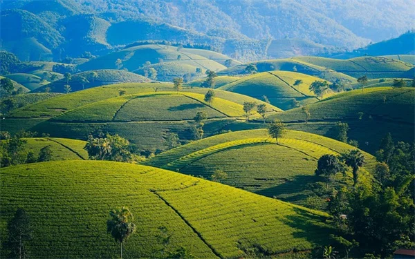 タイガの植物の適応力：過酷な冬を生き抜く秘密