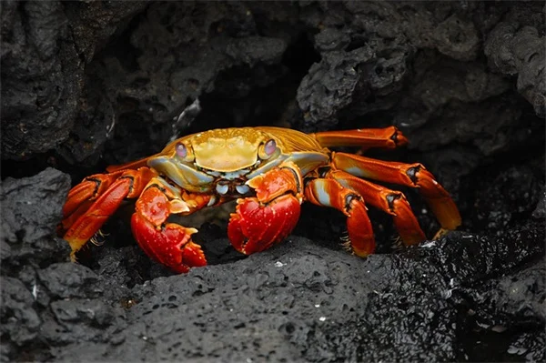 春のティティと夏のティティの見分け方｜5つの違いと蜜の危険性