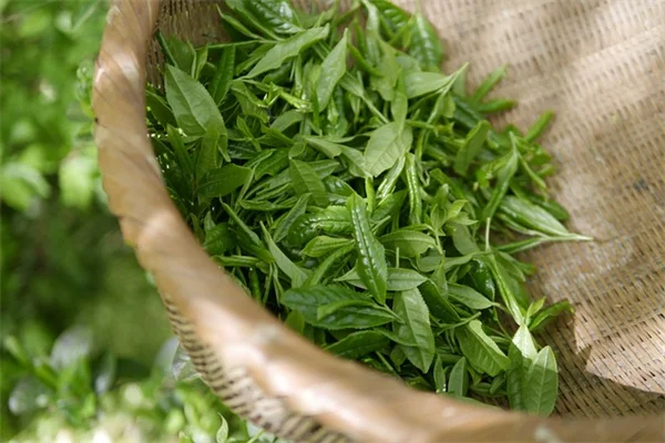 難しい野菜を育ててみたい？私が実践してわかった注意点